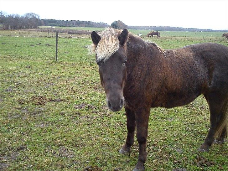 Islænder Prinsessa!<3(Solgt) billede 7