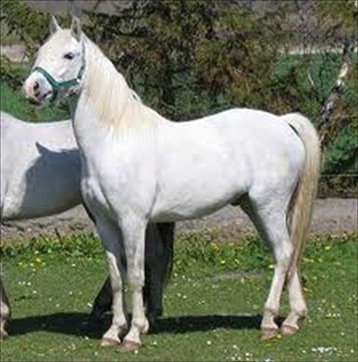 Connemara figo billede 1