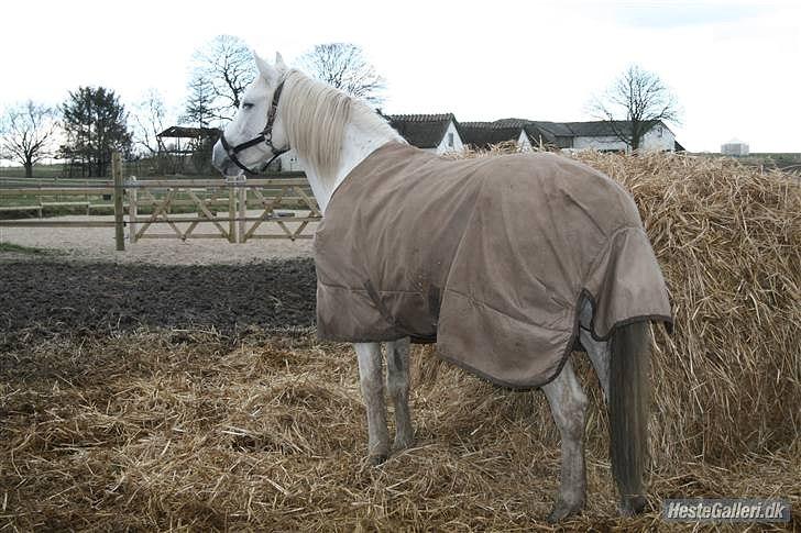 Connemara figo billede 2