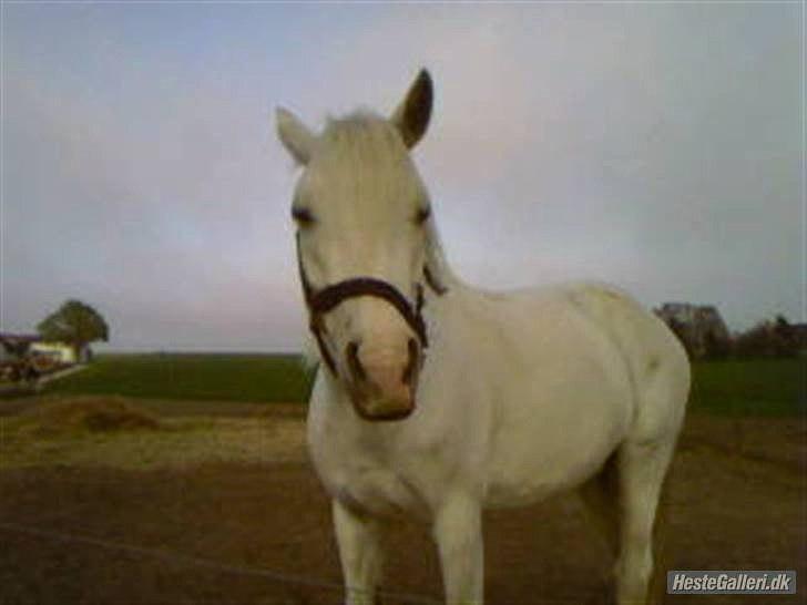 Connemara figo billede 3