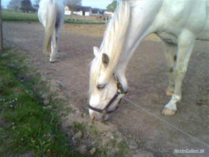 Connemara figo billede 4