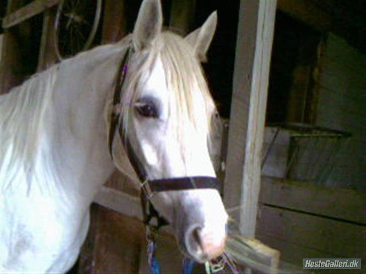 Connemara figo billede 5