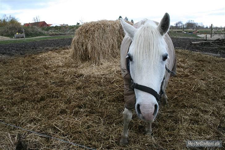 Connemara figo billede 6