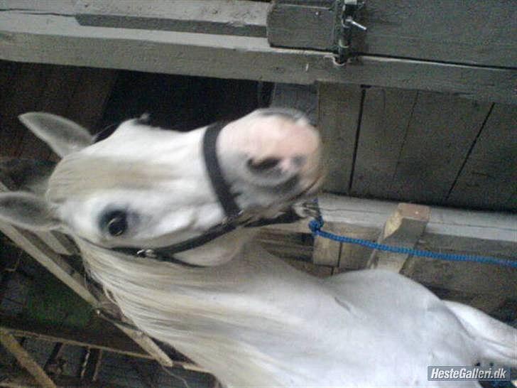 Connemara figo billede 7