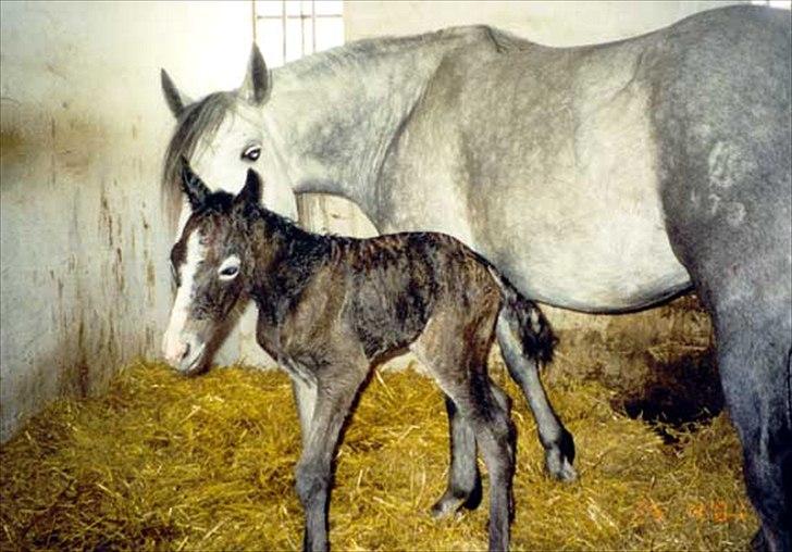 Connemara figo billede 8