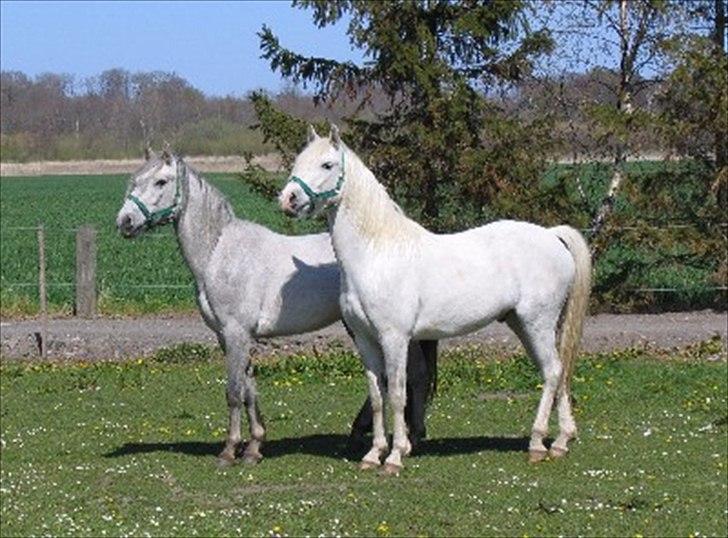 Connemara figo billede 9