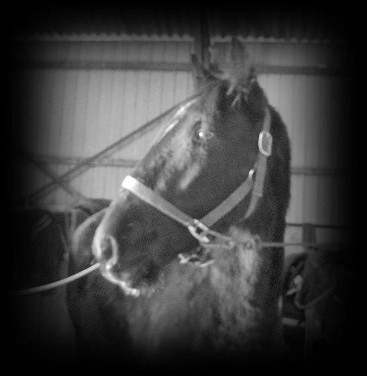 Hollandsk Varmblod Darwin - Vores liv er et eventyr, som kun lige er begyndt<3 :P  billede 6