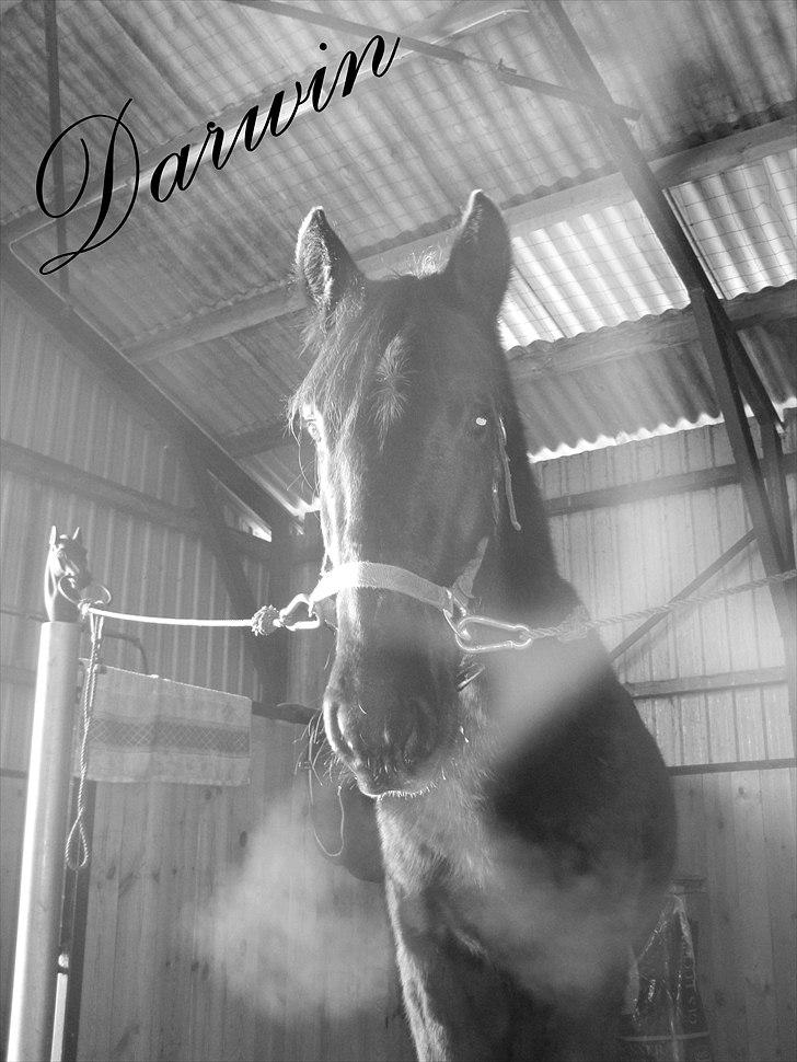 Hollandsk Varmblod Darwin - "Jeg elsker det billed" Fros og kulde = kolde dage :D  billede 7