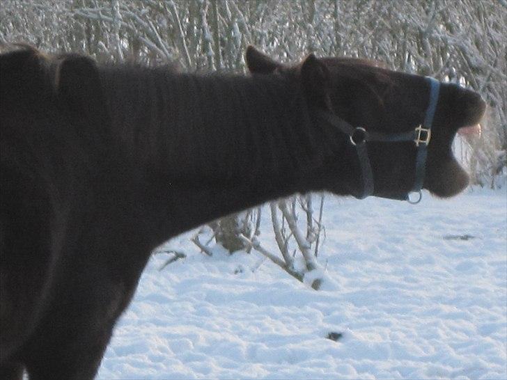 Hollandsk Varmblod Darwin - Man bliver sørme godt nok træt efter en striletur, stakkelse hest<3 ... :D Hehe<3  billede 9