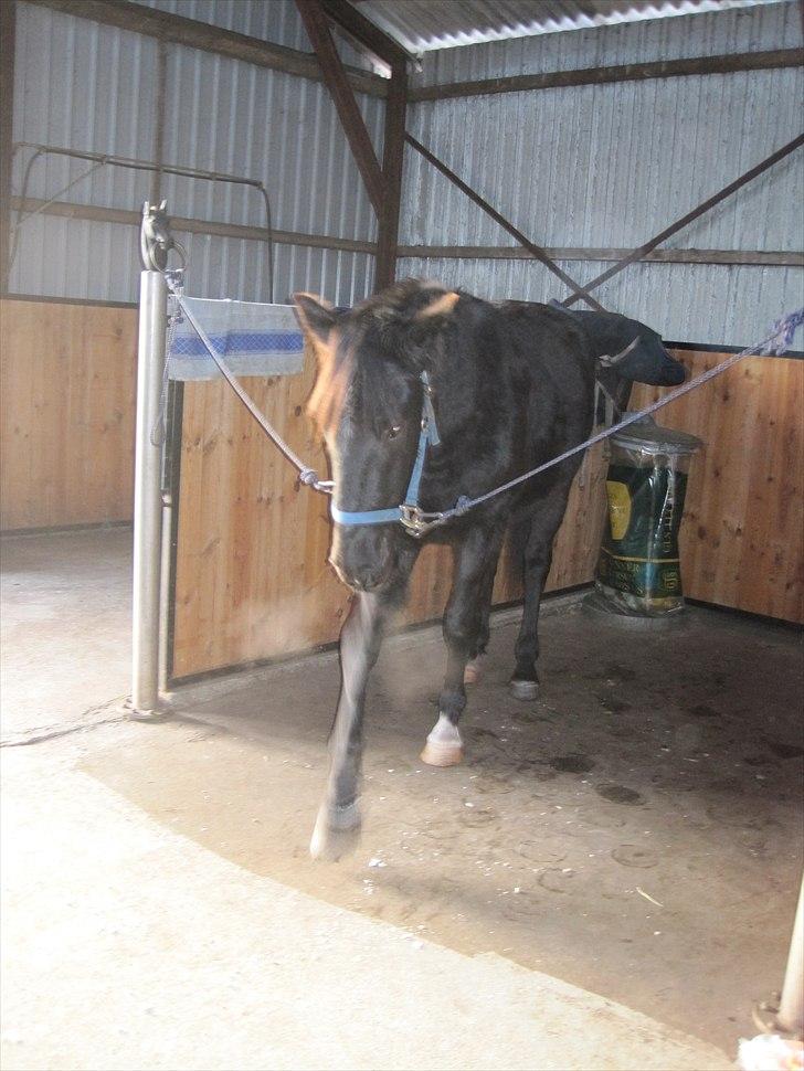 Hollandsk Varmblod Darwin - Fyha Darwin, selv et føl kan kede sig i længden?? ;/ Mmmh...  billede 10