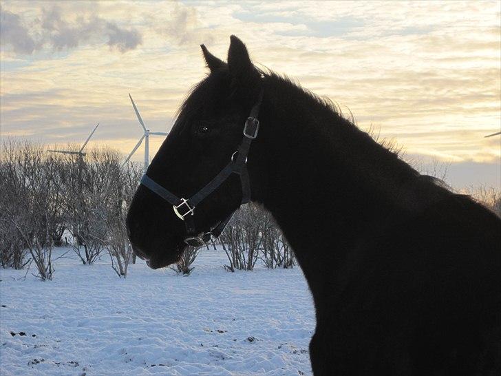 Hollandsk Varmblod Darwin - I regn og slud skal Darwin ud! :D Du har vinterpelsen til det<3 Tihi Basse :P  billede 11