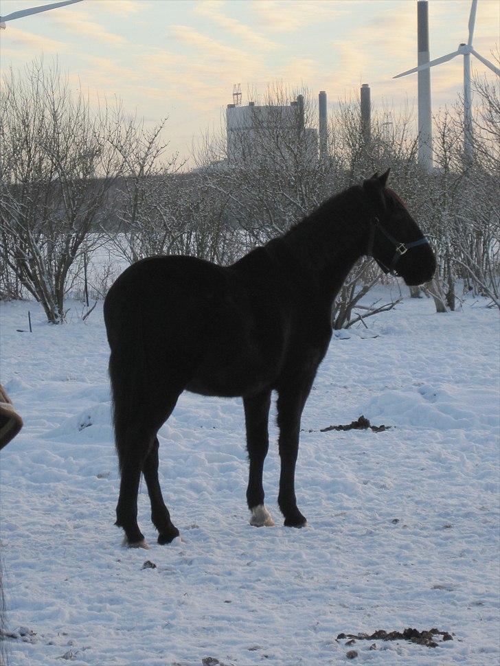 Hollandsk Varmblod Darwin - Selv folden kan se hel uoverskuelig ud, nuue Darwin<3 "Du så sød"...   billede 12