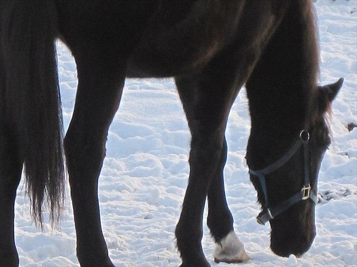 Hollandsk Varmblod Darwin - Himmelen græd da du blev født, for den mistede din allersmukkeste stjerne<3:*  billede 13