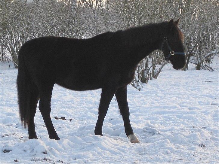 Hollandsk Varmblod Darwin - Og over hammer bakke hvor det gik... Hehe:D  billede 14
