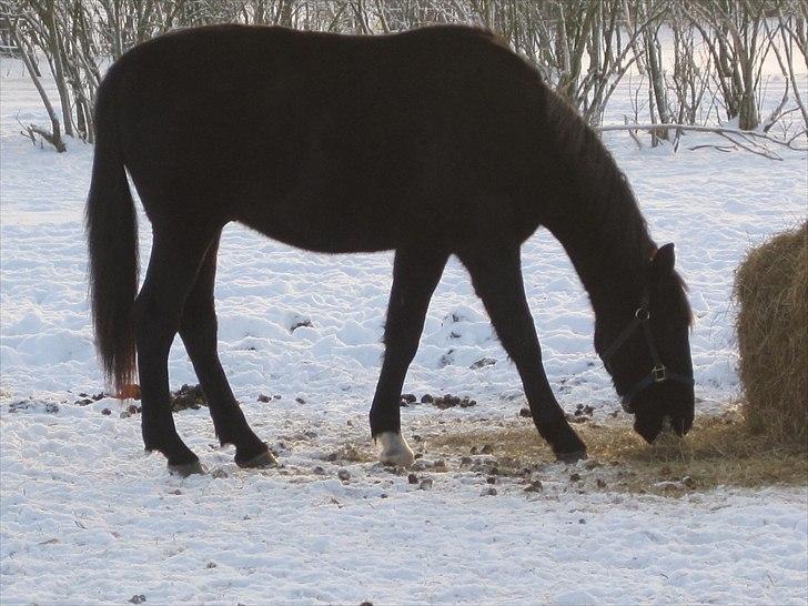 Hollandsk Varmblod Darwin - Tror f**** på du er født sulten<3 Hehe dreng...  billede 15