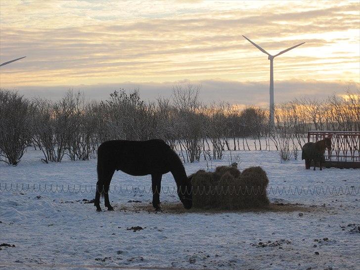 Hollandsk Varmblod Darwin - Bag horisonten, hvor idylt<3...Nej vent du er jo foran horisonten!!! :D hehe Midtpunkt<3   billede 16