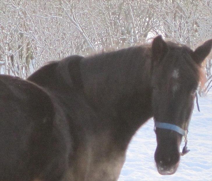 Hollandsk Varmblod Darwin - Nuue, aldrig har jeg mødt sådan en dejligt følbasse, som du er Darwin!!!... billede 17