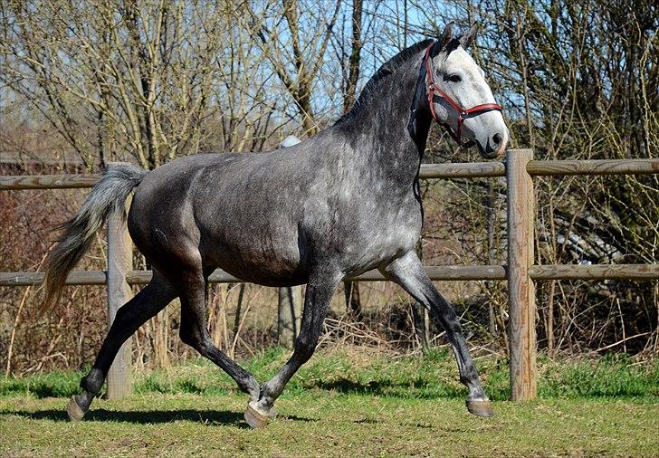 Lusitano Amêndoa - Amendoa billede 1