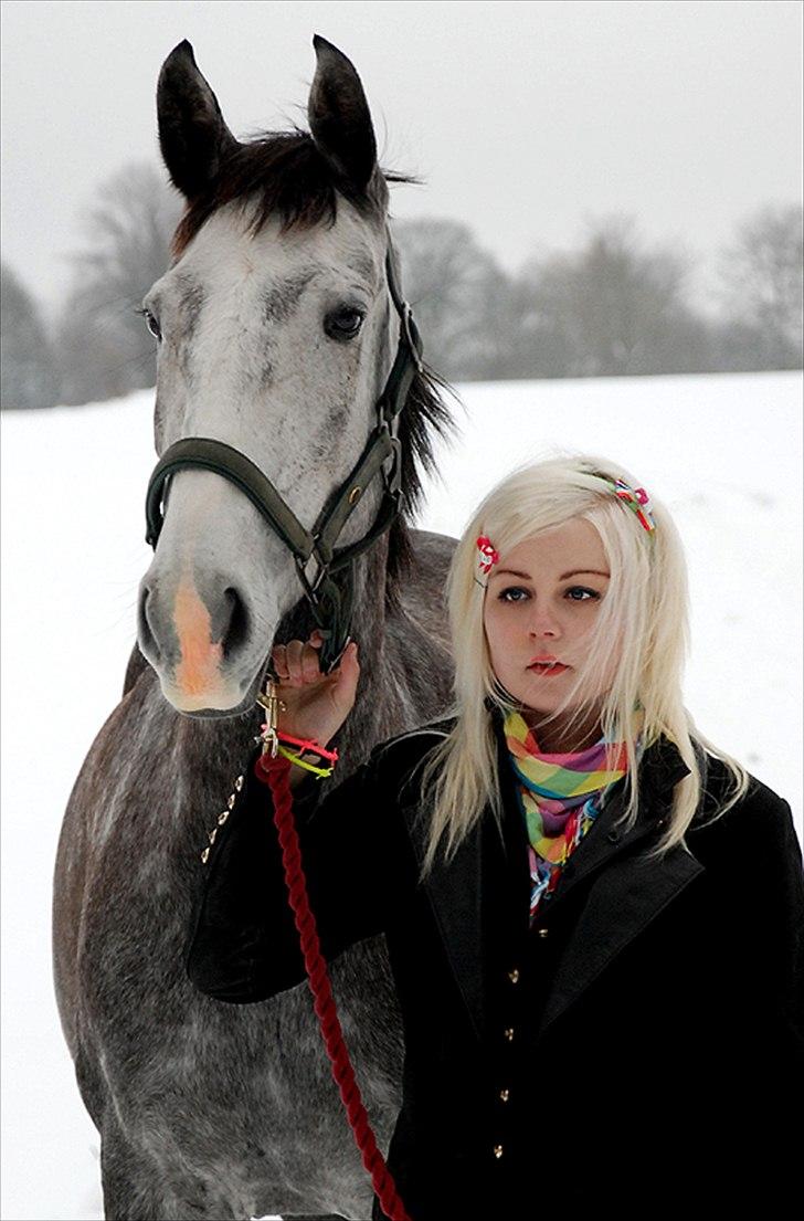 Lusitano Amêndoa billede 2