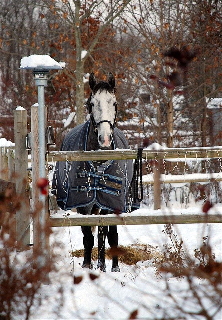 Lusitano Amêndoa billede 3