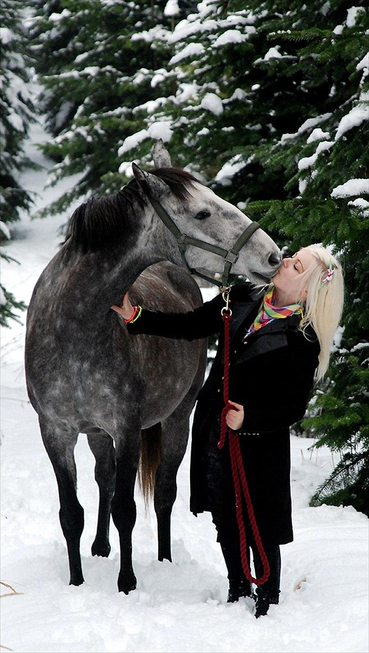 Lusitano Amêndoa billede 4