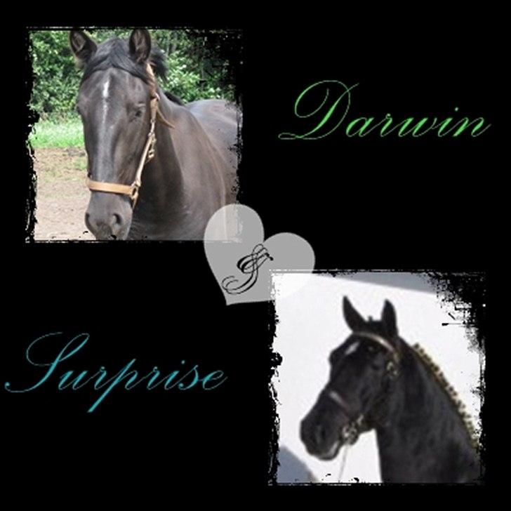 Hollandsk Varmblod Darwin - Du ligner din far, som snydt ud af næsen<3:P  billede 18