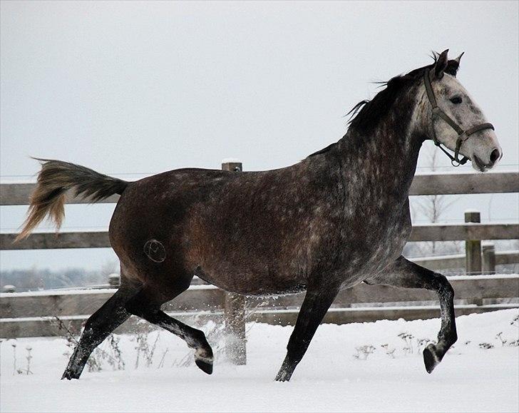Lusitano Amêndoa billede 5