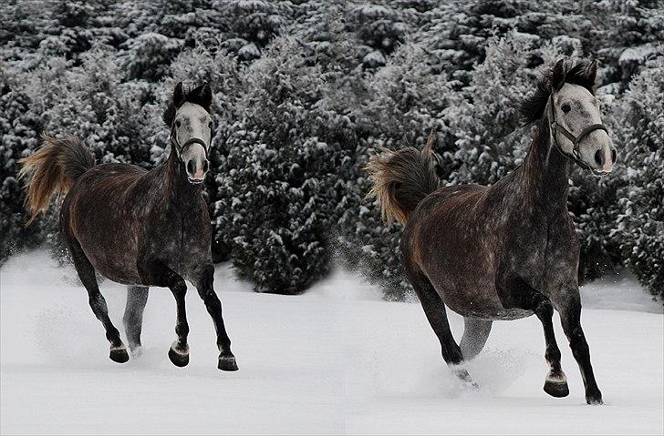Lusitano Amêndoa billede 6