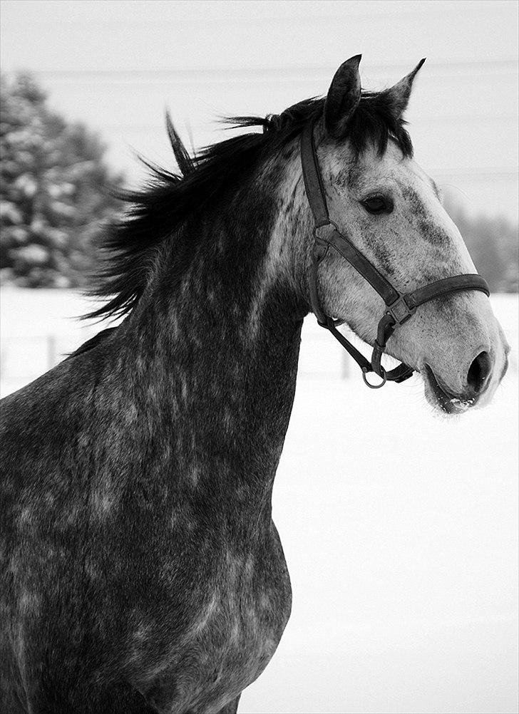 Lusitano Amêndoa billede 7