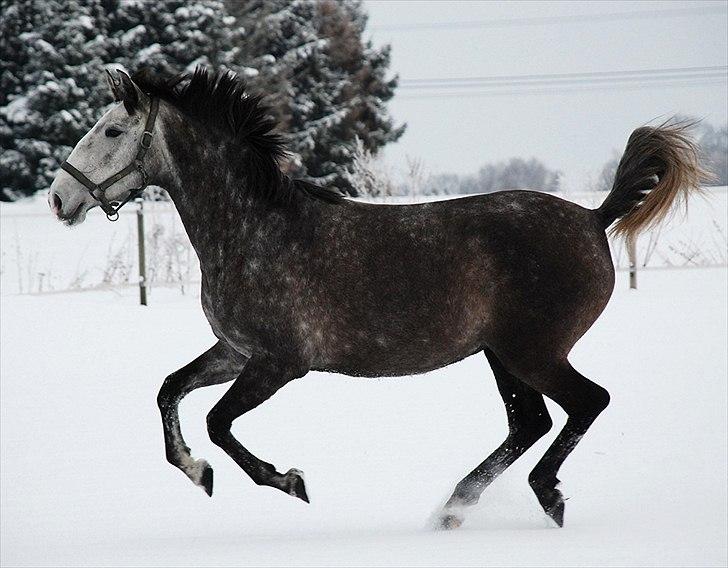 Lusitano Amêndoa billede 9