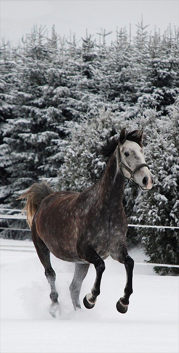 Lusitano Amêndoa billede 10