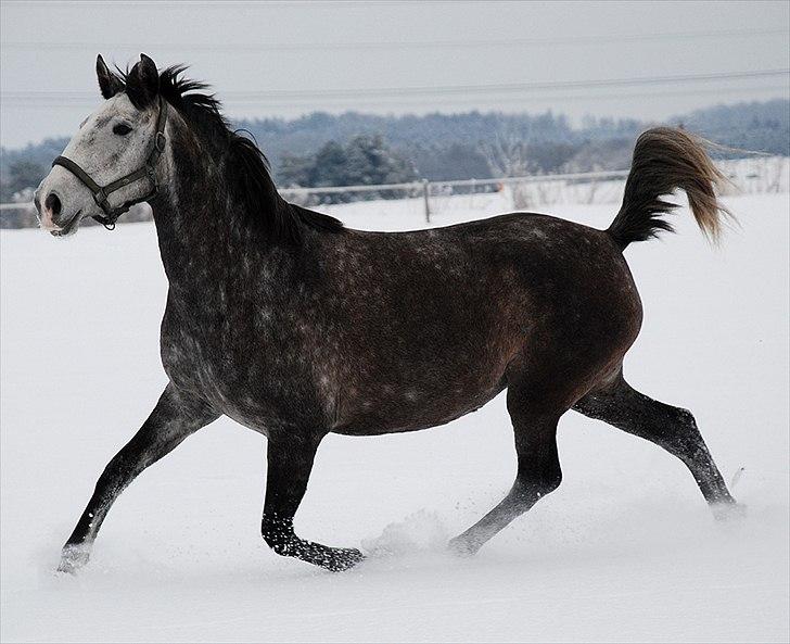Lusitano Amêndoa billede 11