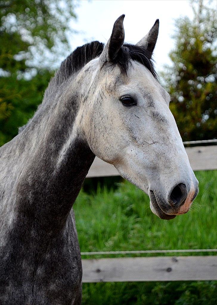 Lusitano Amêndoa billede 12