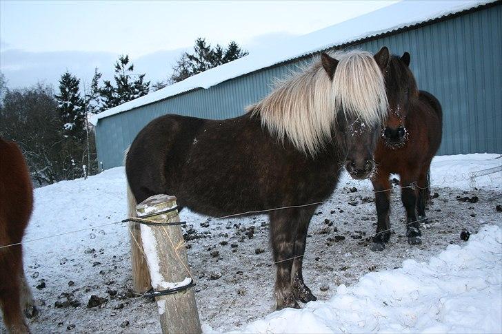 Islænder Fitla  - Vinter 2010 billede 4