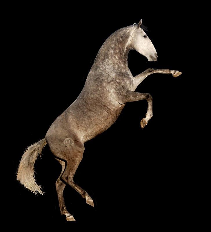 Lusitano Amêndoa -  - Gorgeous mom. Ligner ikke én, der folede blot to dage forinden.  billede 14