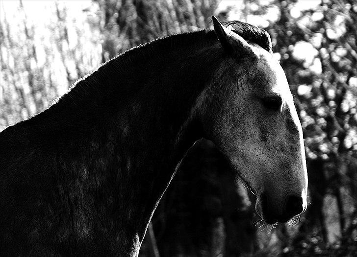 Lusitano Amêndoa - Marts 2011 - Det kan ikke blive mere lusitanopræget.  billede 15