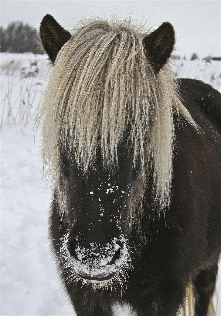 Islænder Fitla  - Vinter 2010, smukke Fitla med sne på mulen billede 5