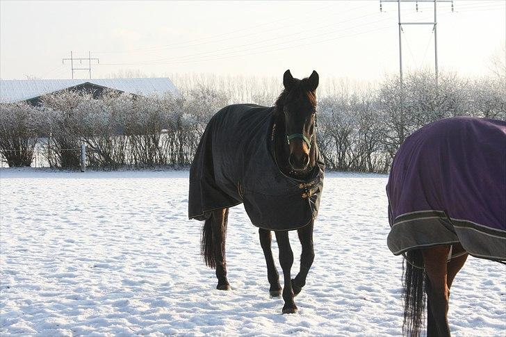 Anden særlig race Casino Royale(Black Star) - Første vinter med Royale <3 billede 7