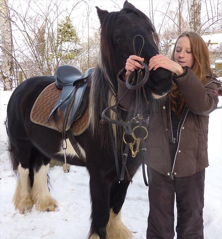 Irish Cob Charles X-part :( billede 7