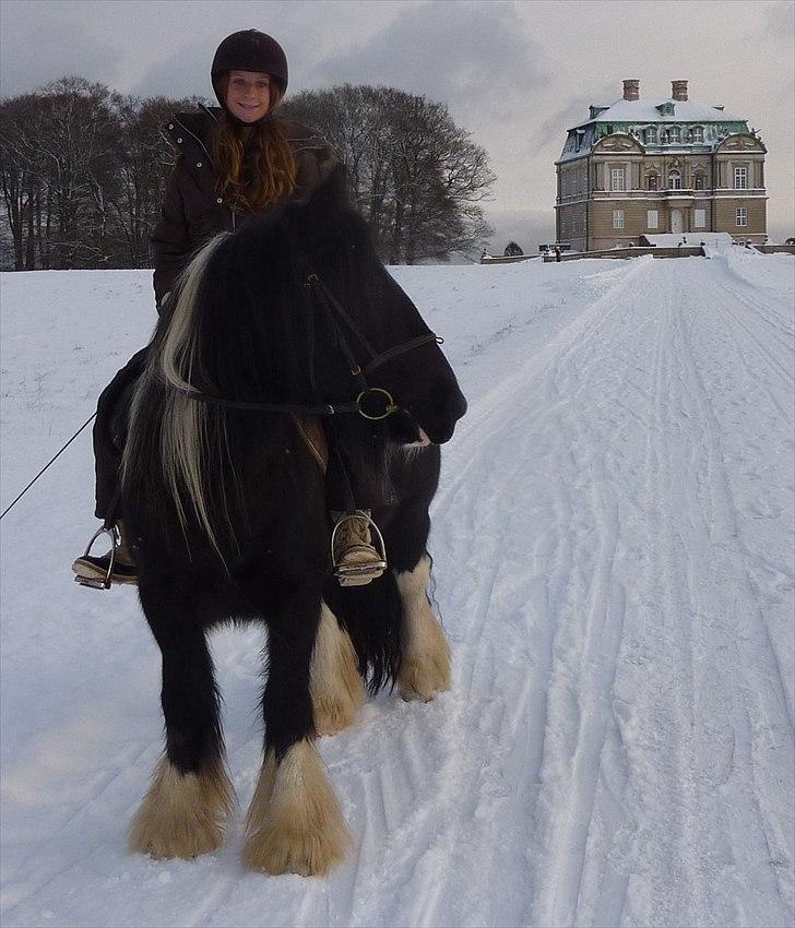 Irish Cob Charles X-part :( billede 8