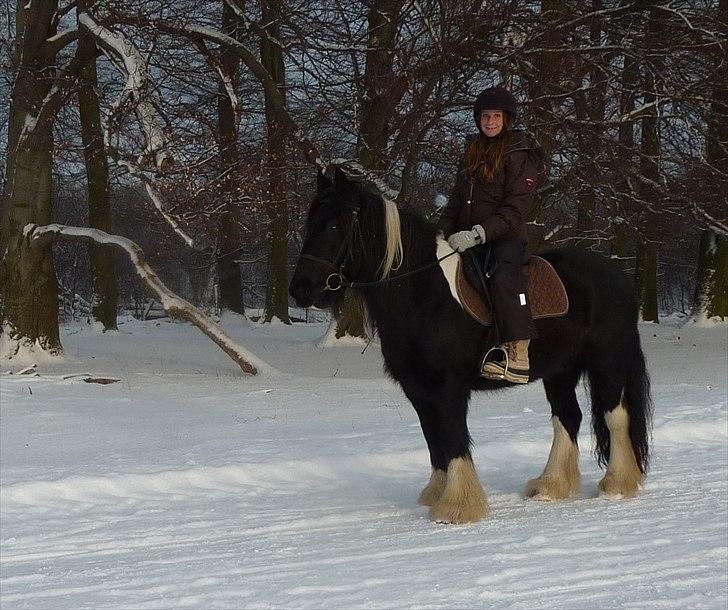 Irish Cob Charles X-part :( billede 9