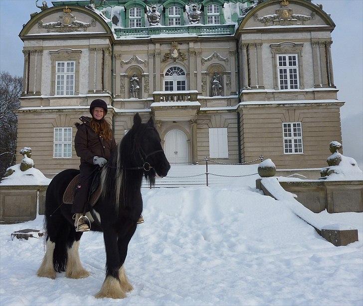 Irish Cob Charles X-part :( billede 10