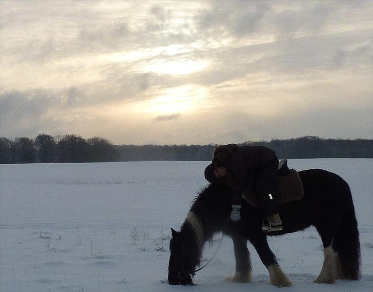 Irish Cob Charles X-part :( billede 11