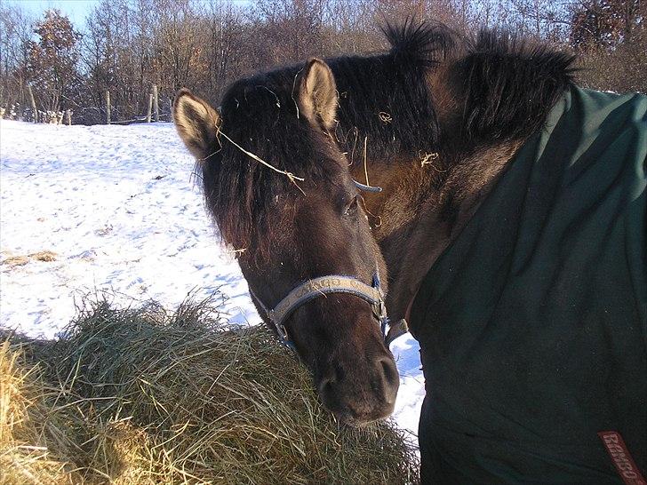 Anden særlig race Prins  †  R.I.P <3 † - Prins på fold. December 2009 billede 9