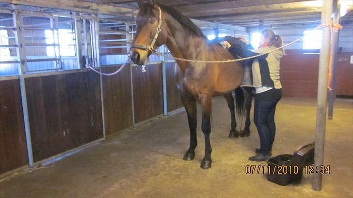 Anden særlig race Patrick  - Nyt. En tur i stalden med Farmor og Farfar<3 billede 12