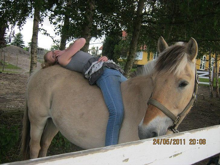 Fjordhest Lukas billede 4