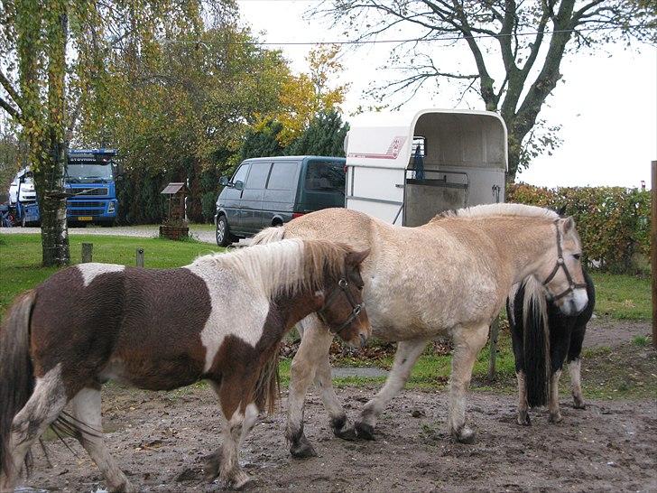 Fjordhest Lukas - Lukas lige efter vi har købt ham og er kommet hjem med ham ;) billede 7