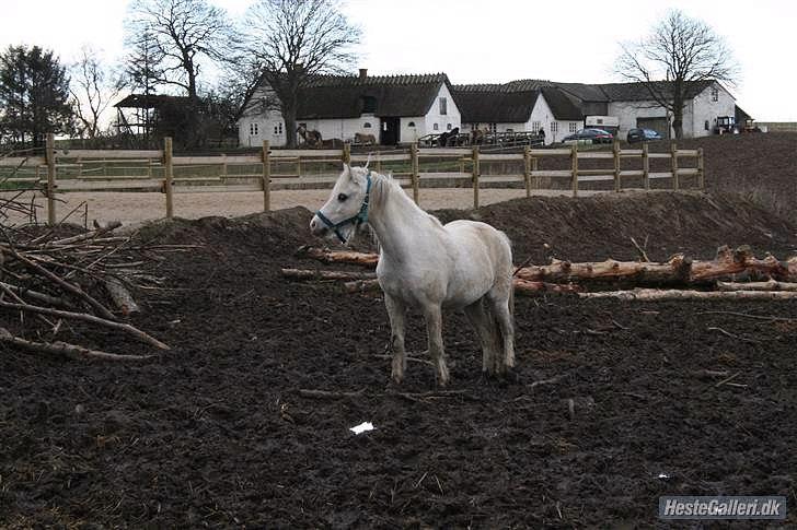 Welsh Mountain (sec A) frederik billede 1