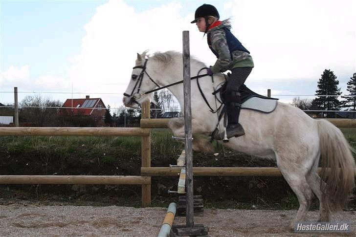 Welsh Mountain (sec A) frederik billede 6