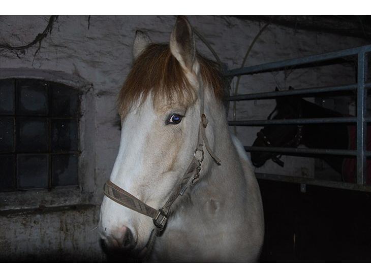 Anden særlig race sybelle (SOLGT) billede 1